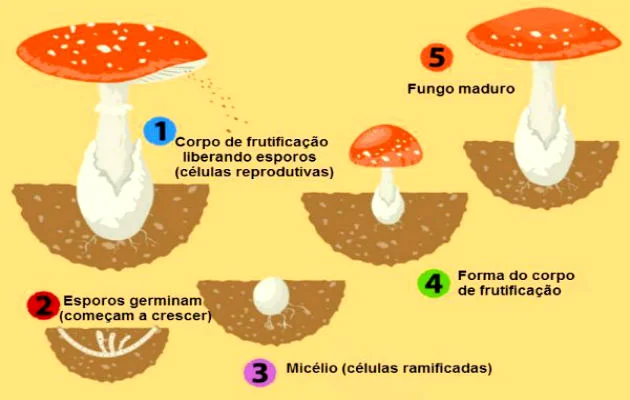 Reino Fungi